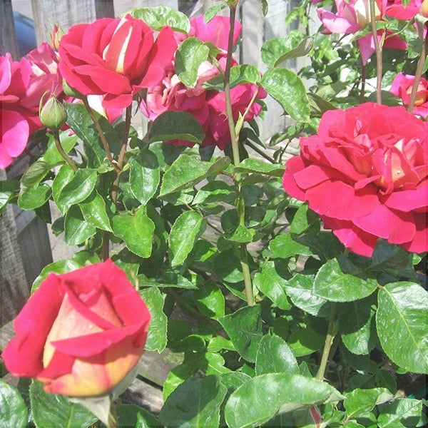 Trandafir Butas Teahibrid "Kronenburg", Anul 3