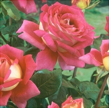 Trandafir Butas Teahibrid "Kronenburg", Anul 3