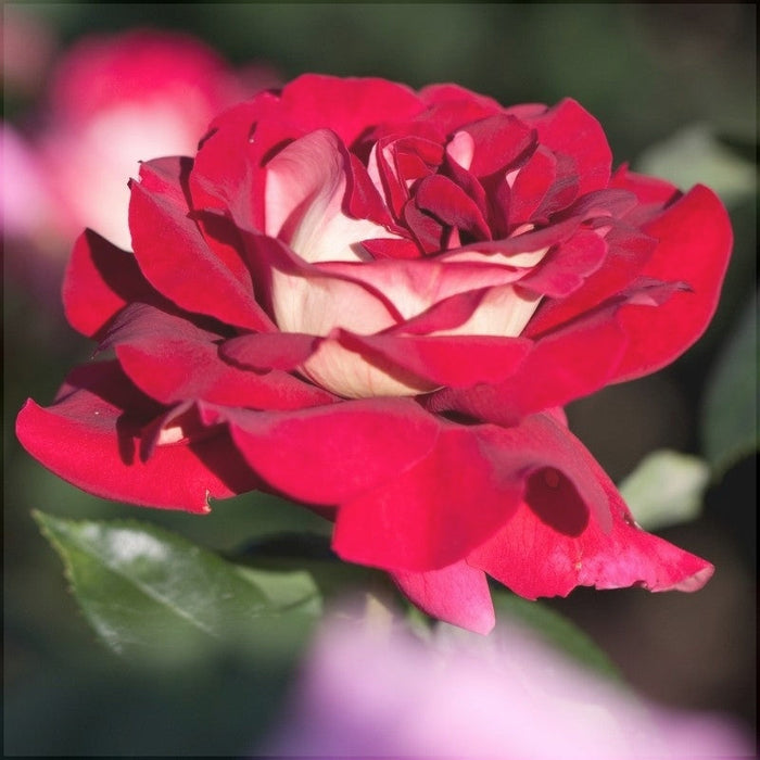 Trandafir Butas Teahibrid "Kronenburg", Anul 3