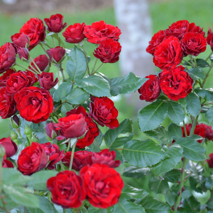 Trandafir Butas Teahibrid "Lavaglut", Anul 3