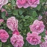 Trandafir Butas Teahibrid "Lavanda", Anul 3