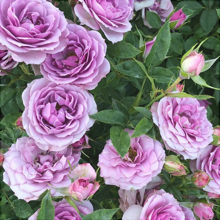 Trandafir Butas Teahibrid "Lavanda", Anul 3