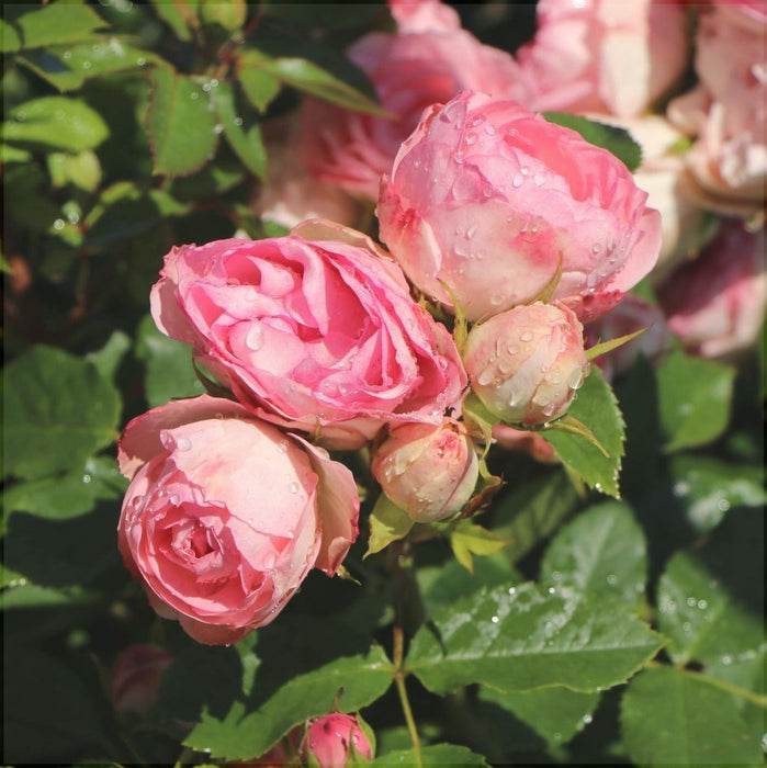 Trandafir Butas Teahibrid "Lovely Rokoko", Anul 3