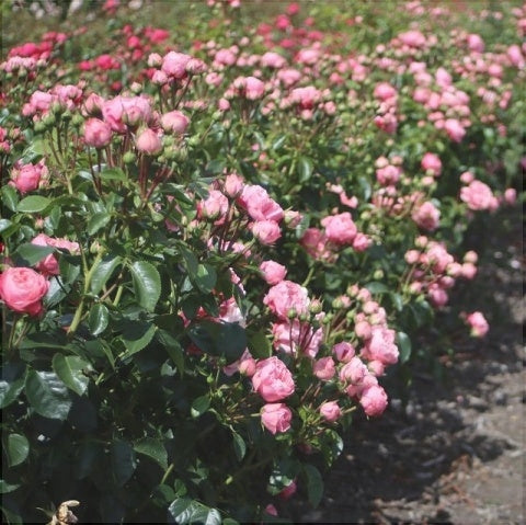 Trandafir Butas Teahibrid "Lovely Rokoko", Anul 3