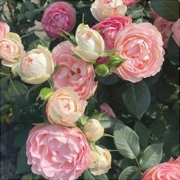 Trandafir Butas Teahibrid "Lovely Rokoko", Anul 3