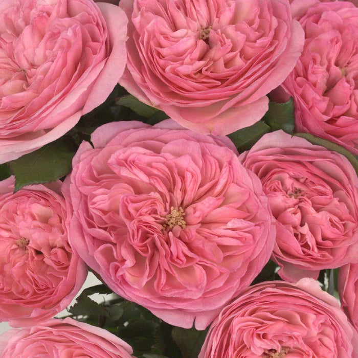 Trandafir Butas Teahibrid "Maria Theresa", Anul 3