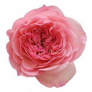 Trandafir Butas Teahibrid "Maria Theresa", Anul 3