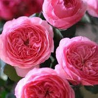 Trandafir Butas Teahibrid "Maria Theresa", Anul 3