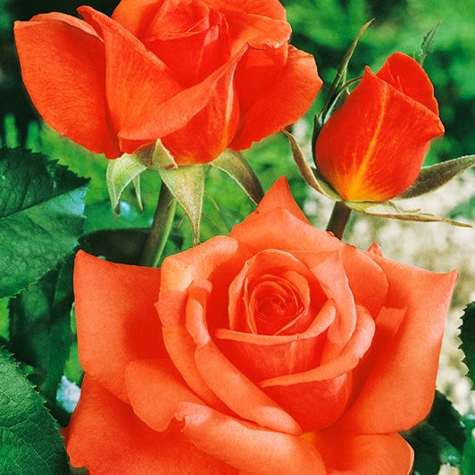 Trandafir Butas Teahibrid "Monica", Anul 3