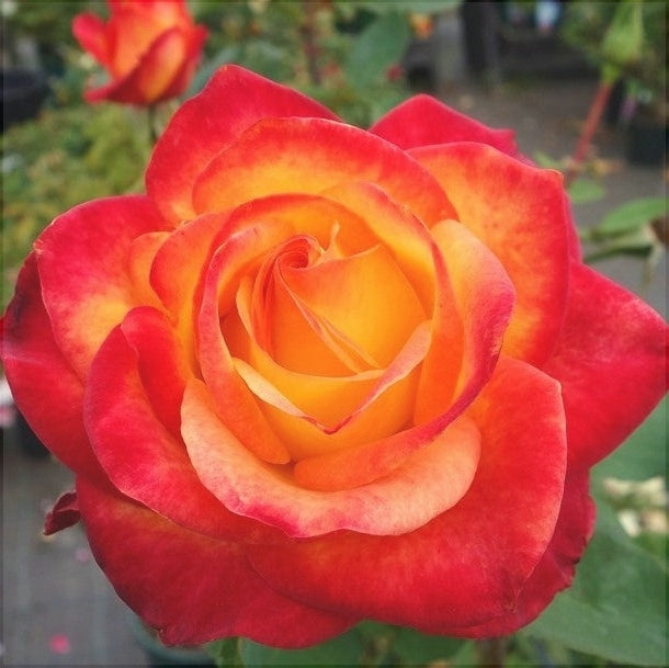 Trandafir Butas Teahibrid "Monica",Anul 3