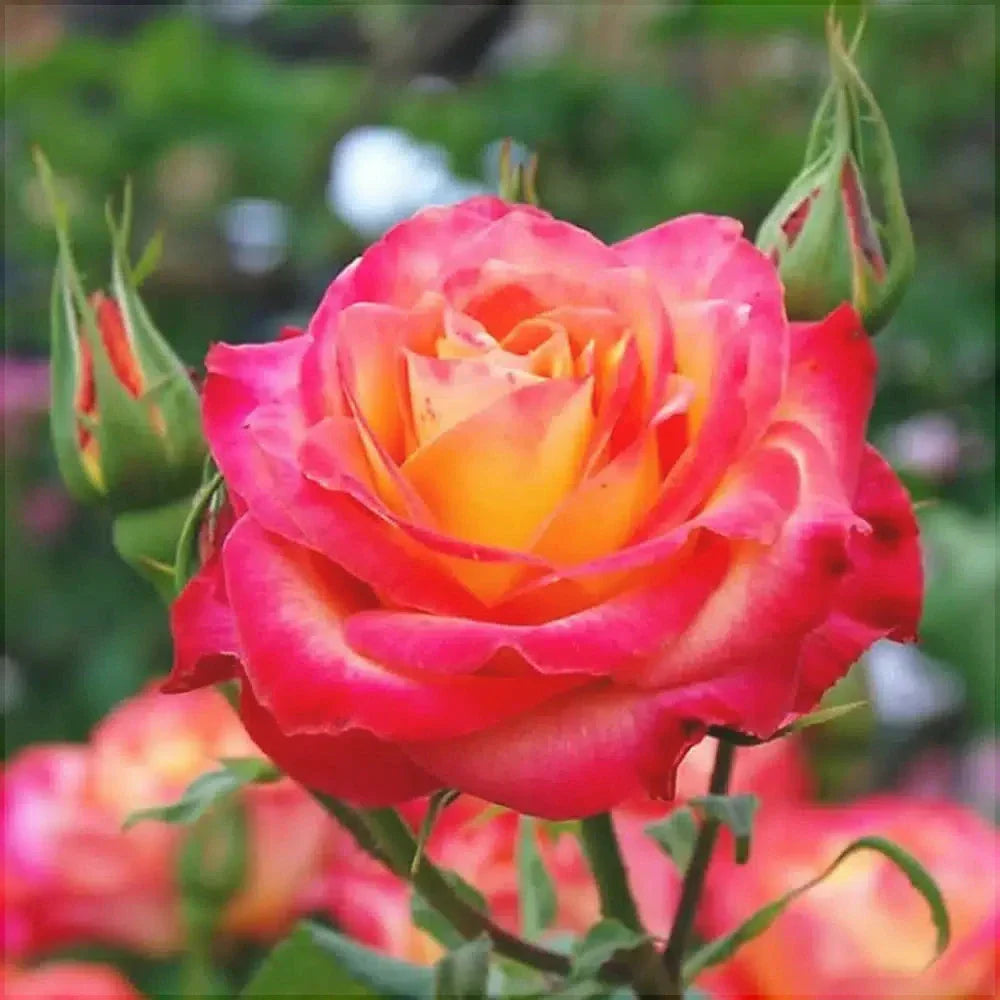 Trandafir Butaș Teahibrid "Monica",Anul 3