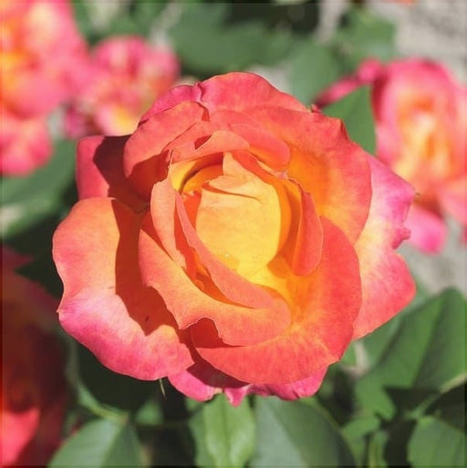 Trandafir Butas Teahibrid "Monica",Anul 3