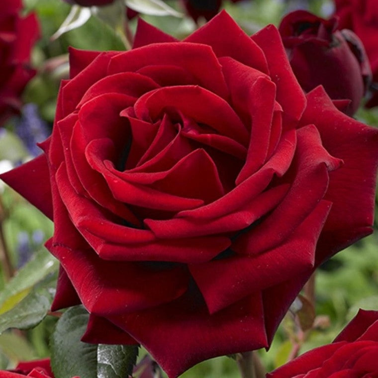 Trandafir Butaș Teahibrid "Mr.Lincoln",Anul 3