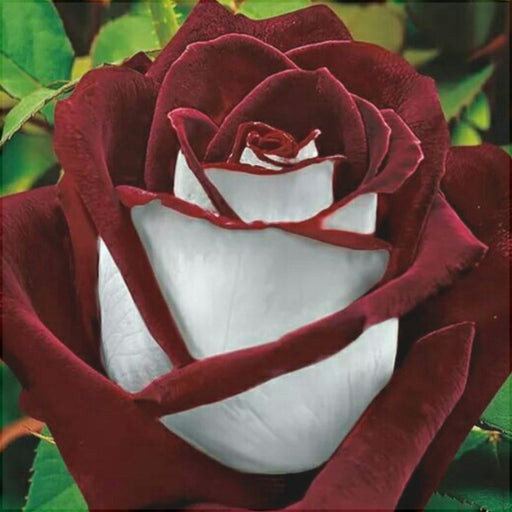 Trandafir Butas Teahibrid "Osiria", Anul 3