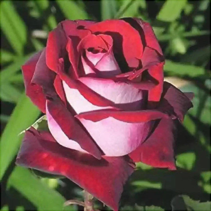 Trandafir Butas Teahibrid "Osiria", Anul 3