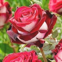 Trandafir Butas Teahibrid "Osiria", Anul 3