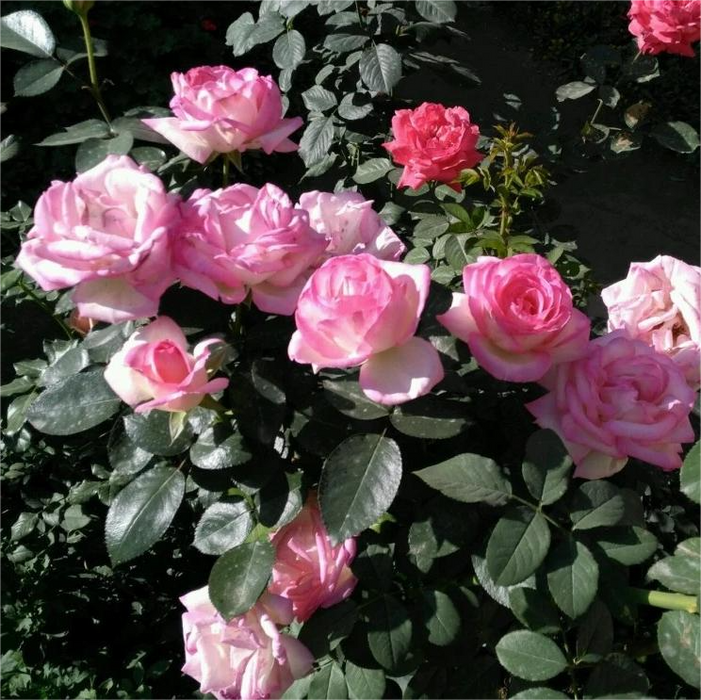 Trandafir Butas Teahibrid "Printesa de Monaco",Anul 3