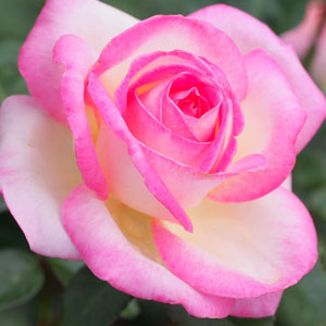 Trandafir Butas Teahibrid "Printesa de Monaco",Anul 3