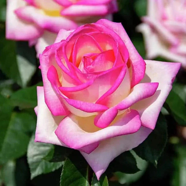 Trandafir Butas Teahibrid "Printesa de Monaco",Anul 3