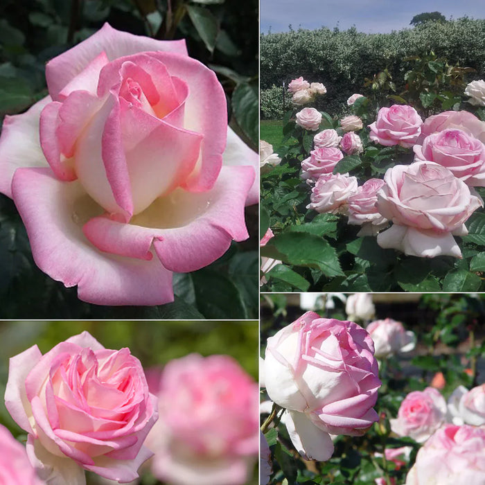 Trandafir Butas Teahibrid "Printesa de Monaco",Anul 3