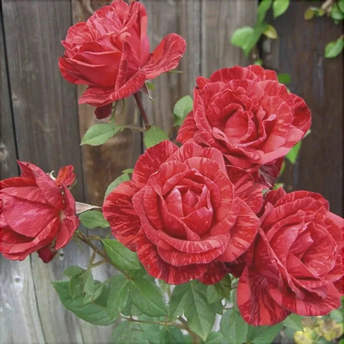 Trandafir Butas Teahibrid "Red Intuition", Anul 3