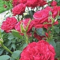 Trandafir Butas Teahibrid "Red Intuition", Anul 3