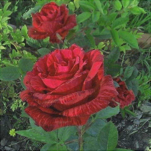 Trandafir Butas Teahibrid "Red Intuition", Anul 3