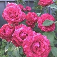 Trandafir Butas Teahibrid "Red Intuition", Anul 3