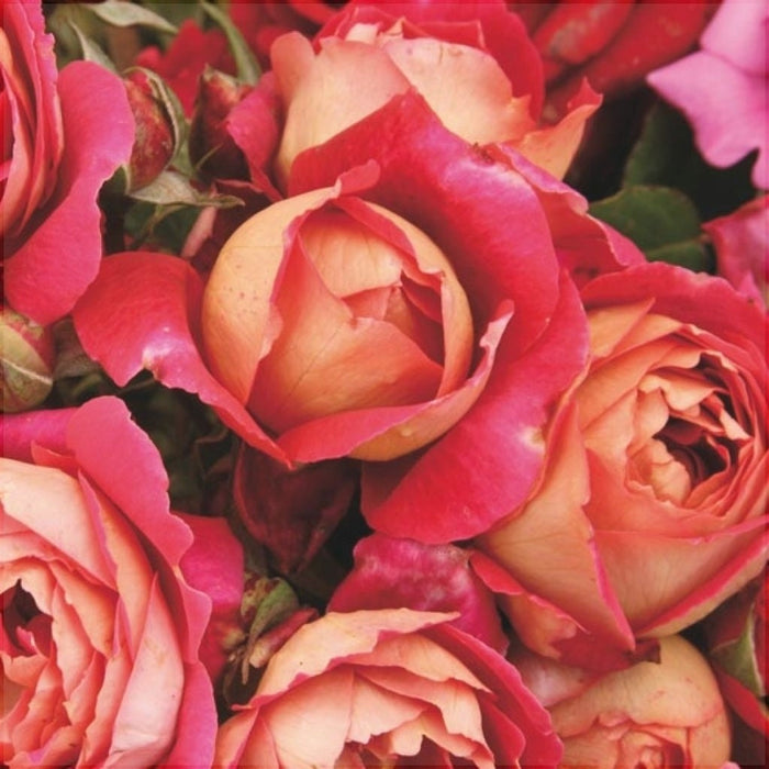 Trandafir Butas Teahibrid "Reine Sammut", Anul 3