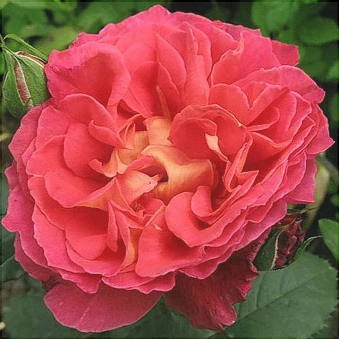 Trandafir Butas Teahibrid "Reine Sammut", Anul 3