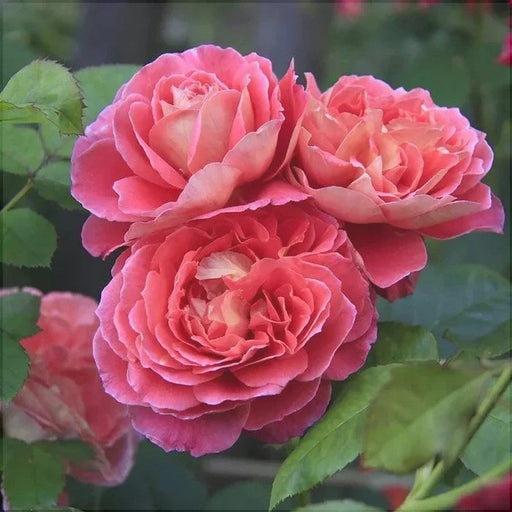 Trandafir Butas Teahibrid "Reine Sammut", Anul 3