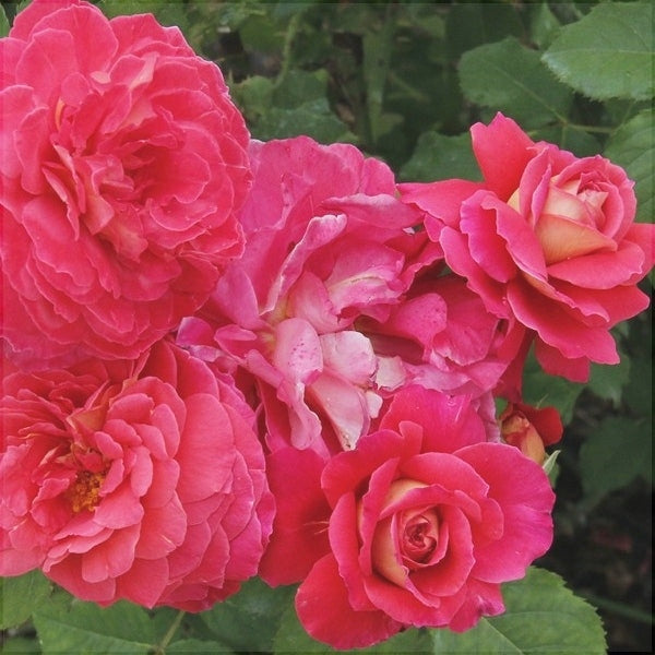 Trandafir Butas Teahibrid "Reine Sammut", Anul 3