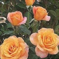 Trandafir Butas Teahibrid "Remy Martin", Anul 3