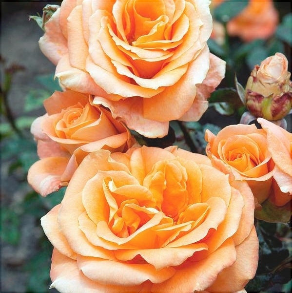 Trandafir Butas Teahibrid "Remy Martin", Anul 3