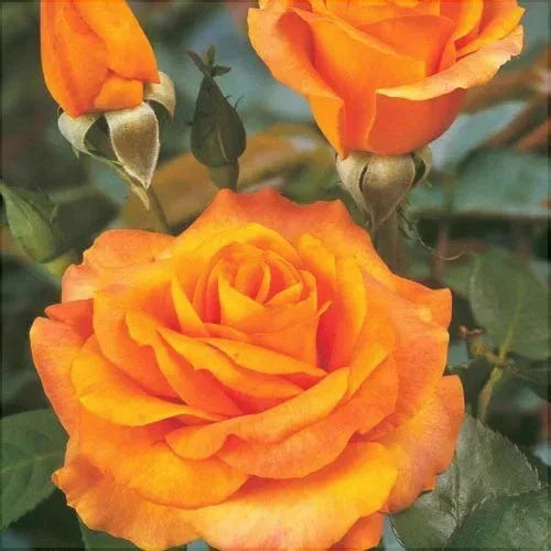 Trandafir Butas Teahibrid "Remy Martin", Anul 3