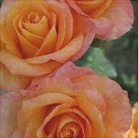 Trandafir Butas Teahibrid "Remy Martin", Anul 3