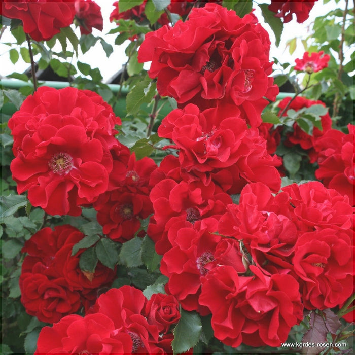 Trandafir Butas Teahibrid "Roter Korsar", Anul 3