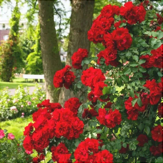 Trandafir Butas Teahibrid "Roter Korsar", Anul 3