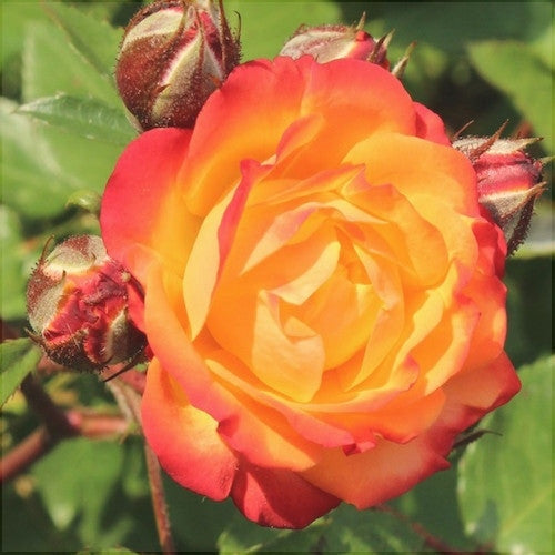 Trandafir Butaș Teahibrid "Rumba", Anul 3