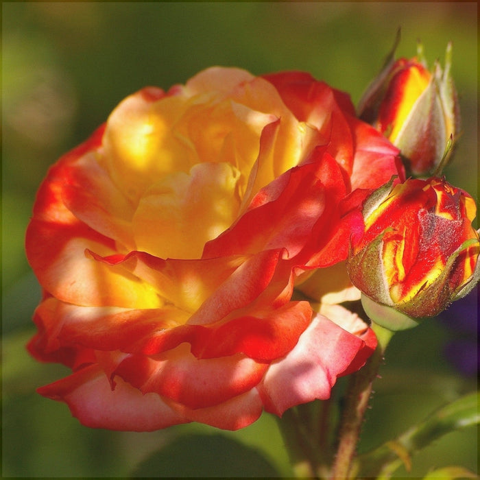 Trandafir Butas Teahibrid "Rumba", Anul 3