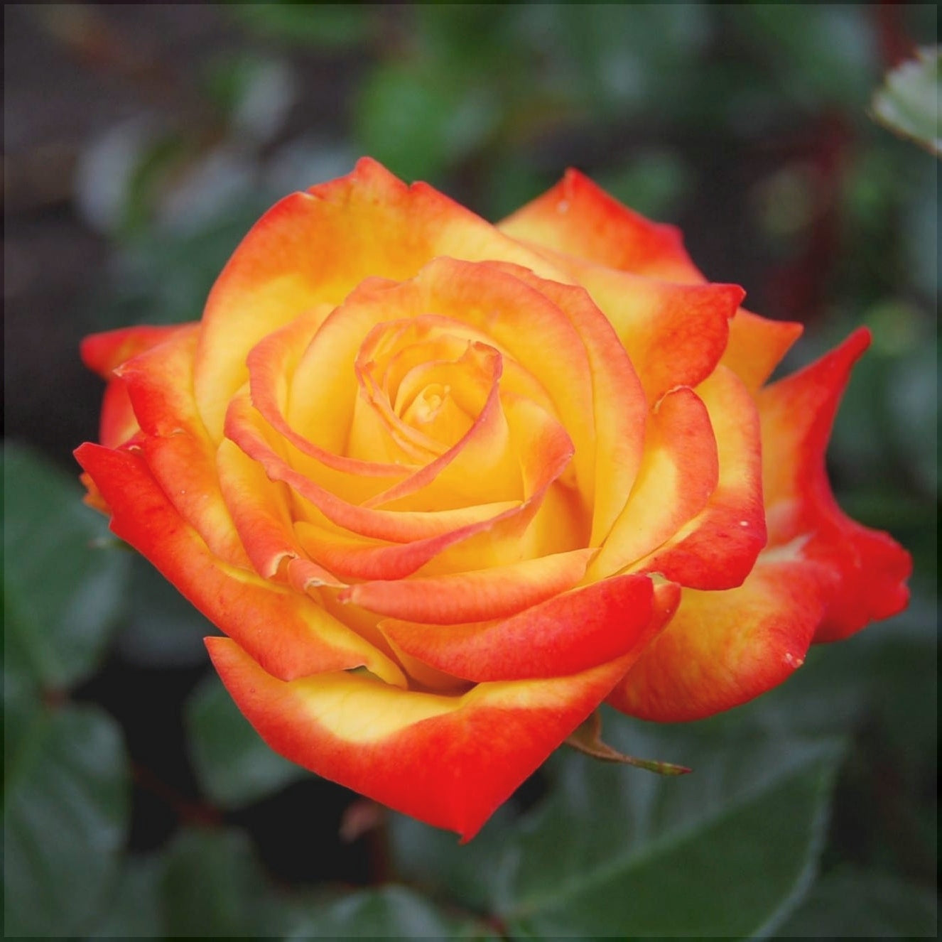 Trandafir Butaș Teahibrid "Rumba", Anul 3