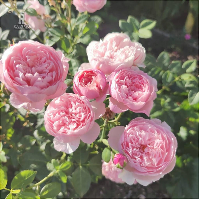 Trandafir Butas Teahibrid "The Alnwick", Anul 3