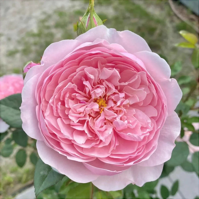 Trandafir Butas Teahibrid "The Alnwick", Anul 3