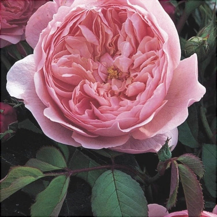 Trandafir Butas Teahibrid "The Alnwick", Anul 3