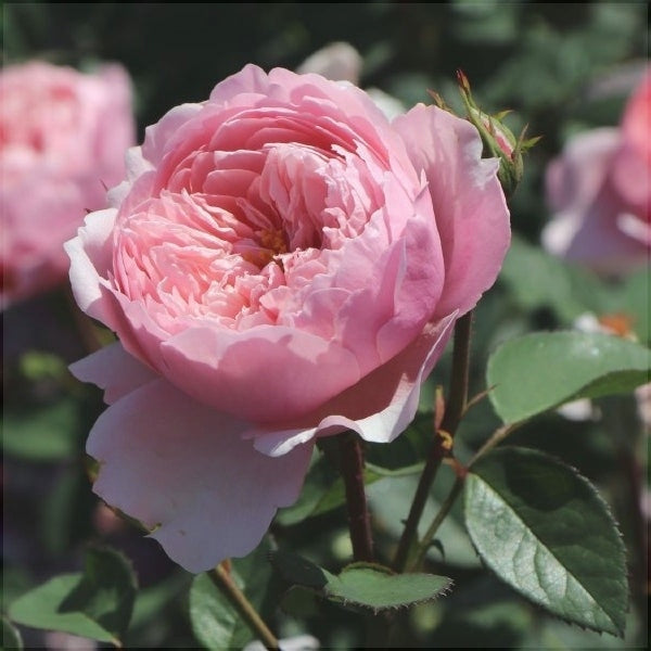 Trandafir Butas Teahibrid "The Alnwick", Anul 3