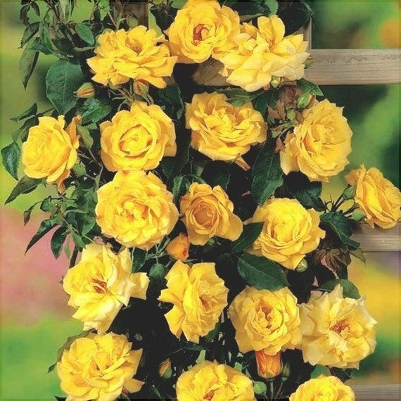 Trandafir "Climbing Rosa", la Ghiveci 3L, Anul 2, 1 Bucata