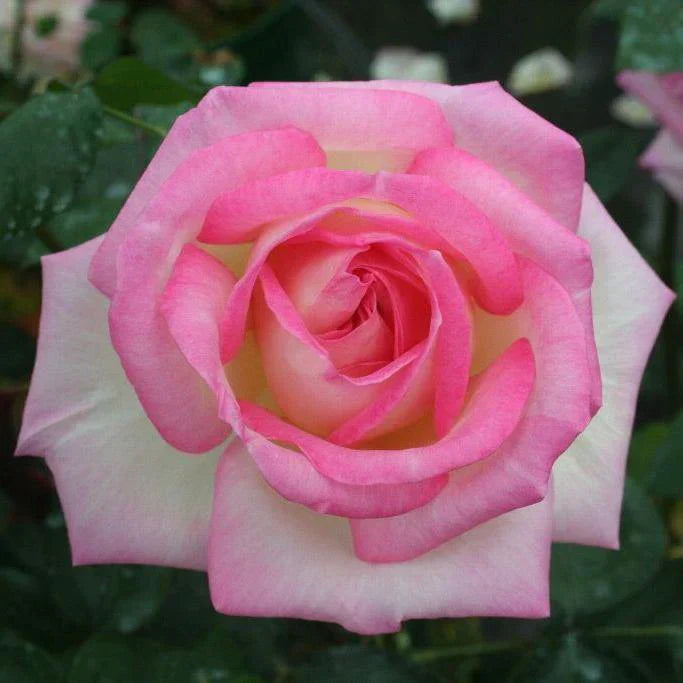 Trandafir Teahibrid "Printesa de Monaco", la Ghiveci 3L, Anul 2, 1 Bucata