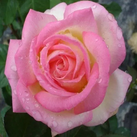 Trandafir Teahibrid "Printesa de Monaco", la Ghiveci 3L, Anul 2, 1 Bucata