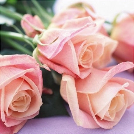 Trandafir Tufa "Flamingo", Roz, la Ghiveci 3L, Anul 2, 1 Bucata