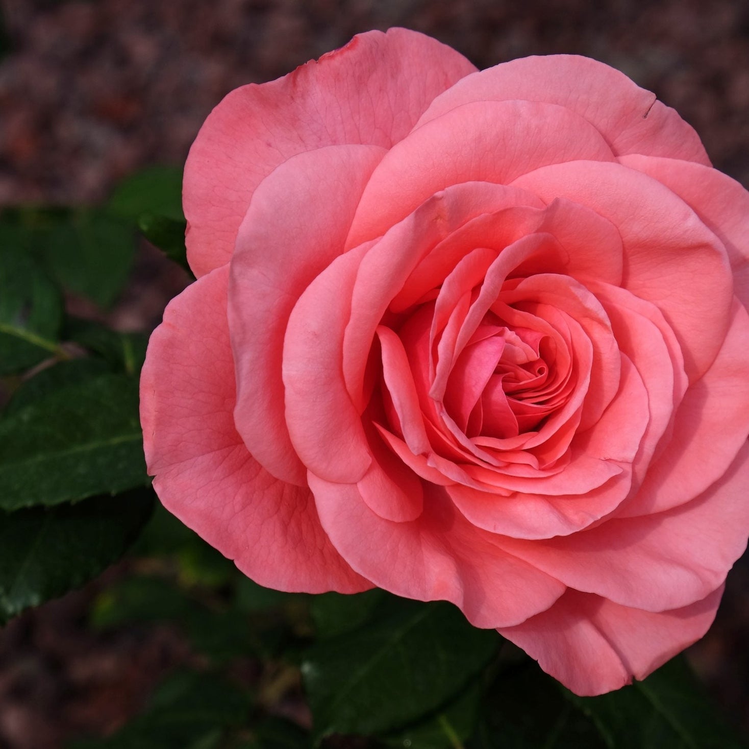 Trandafir Tufa "Mondial", Roz, la Ghiveci 3L, Anul 2, 1 Bucata